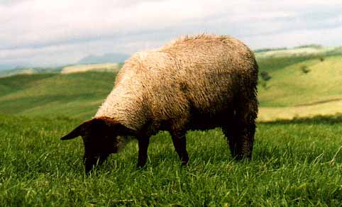 Sheep